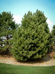 Сосна Чёрная (Pinus Nigra) купить по цене от 270.00р. в интернет-магазине «Посадика» с доставкой почтой в в Кременкие и по всей России – [изображение №1].