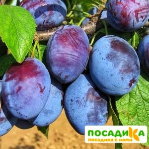 Слива Чачакская ранняя купить по цене от 229.00р. в интернет-магазине «Посадика» с доставкой почтой в в Кременкие и по всей России – [изображение №1].