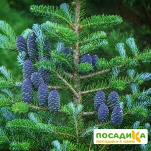 Пихта корейская (Abies koreana) купить по цене от 450.00р. в интернет-магазине «Посадика» с доставкой почтой в в Кременкие и по всей России – [изображение №1].