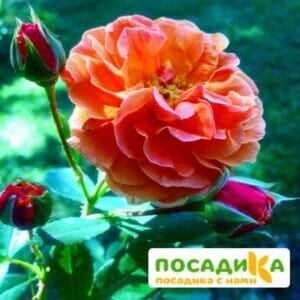 Роза Арабия купить по цене от 350.00р. в интернет-магазине «Посадика» с доставкой почтой в в Кременкие и по всей России – [изображение №1].