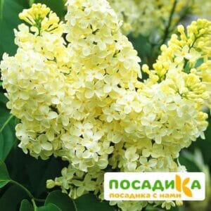 Сирень Примроуз (Primrose) купить по цене от 529.00р. в интернет-магазине «Посадика» с доставкой почтой в в Кременкие и по всей России – [изображение №1].