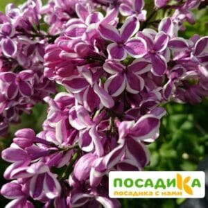 Сирень Сенсация купить по цене от 529.00р. в интернет-магазине «Посадика» с доставкой почтой в в Кременкие и по всей России – [изображение №1].