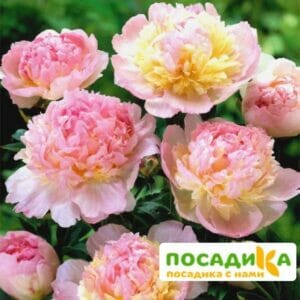 Пион Распберри Сандей (Paeonia Raspberry Sundae) купить по цене от 959р. в интернет-магазине «Посадика» с доставкой почтой в в Кременкие и по всей России – [изображение №1].