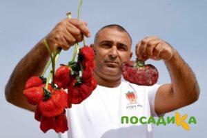 Клубника Гигант Джорнея купить по цене от 266р. в интернет-магазине «Посадика» с доставкой почтой в в Кременкие и по всей России – [изображение №1].