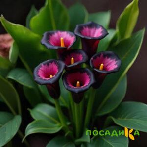 Калла Аура Лейс купить по цене от 400р. в интернет-магазине «Посадика» с доставкой почтой в в Кременкие и по всей России – [изображение №1].