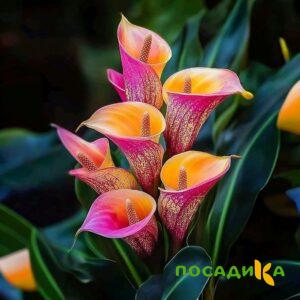 Калла Оникс купить по цене от 450р. в интернет-магазине «Посадика» с доставкой почтой в в Кременкие и по всей России – [изображение №1].