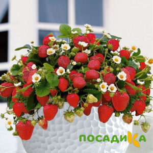 Клубника Рубиновый Шепот (горшечная) купить по цене от 240р. в интернет-магазине «Посадика» с доставкой почтой в в Кременкие и по всей России – [изображение №1].