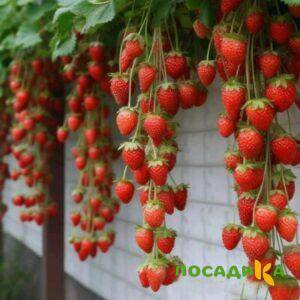 Клубника вьющаяся Комплимент купить по цене от 470р. в интернет-магазине «Посадика» с доставкой почтой в в Кременкие и по всей России – [изображение №1].