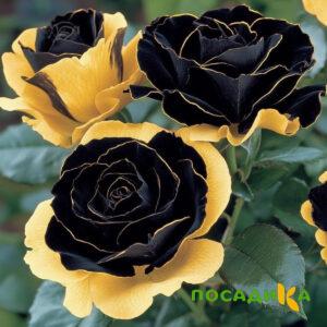 Роза Ханни Сикл купить по цене от 700р. в интернет-магазине «Посадика» с доставкой почтой в в Кременкие и по всей России – [изображение №1].