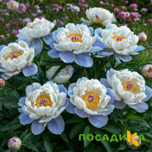 Пион акварельный Этюд купить по цене от 806р. в интернет-магазине «Посадика» с доставкой почтой в в Кременкие и по всей России – [изображение №1].