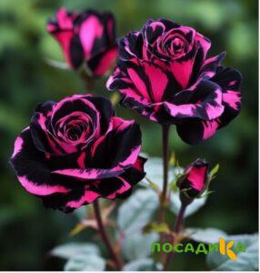 Роза Багровый Шепот купить по цене от 366р. в интернет-магазине «Посадика» с доставкой почтой в в Кременкие и по всей России – [изображение №1].