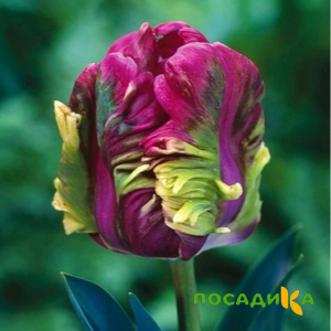 Тюльпан Экзотик Хэвен купить по цене от 186р. в интернет-магазине «Посадика» с доставкой почтой в в Кременкие и по всей России – [изображение №1].