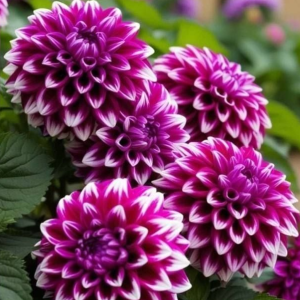 Георгин Кристал Корт купить по цене от 602р. в интернет-магазине «Посадика» с доставкой почтой в в Кременкие и по всей России – [изображение №1].