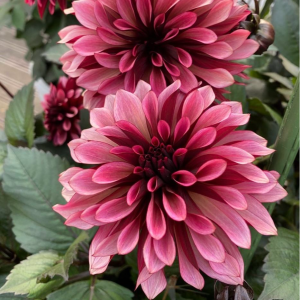 Георгин Перли Сансет купить по цене от 309р. в интернет-магазине «Посадика» с доставкой почтой в в Кременкие и по всей России – [изображение №1].