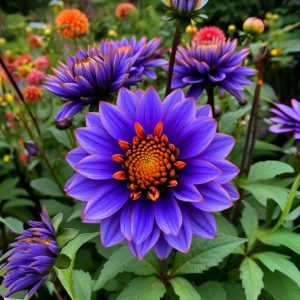 Георгин Лазурит купить по цене от 799р. в интернет-магазине «Посадика» с доставкой почтой в в Кременкие и по всей России – [изображение №1].