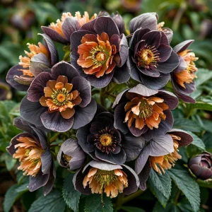 Морозник Блум Айс купить по цене от 499р. в интернет-магазине «Посадика» с доставкой почтой в в Кременкие и по всей России – [изображение №1].