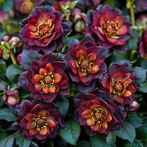 Морозник Сноу Дроп купить по цене от 348р. в интернет-магазине «Посадика» с доставкой почтой в в Кременкие и по всей России – [изображение №1].