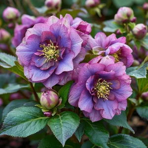 Морозник Айс Принцесс Чарм купить по цене от 650р. в интернет-магазине «Посадика» с доставкой почтой в в Кременкие и по всей России – [изображение №1].