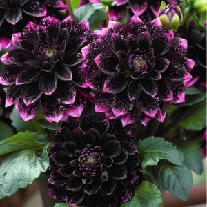 Георгин Лаванда Лейс купить по цене от 679р. в интернет-магазине «Посадика» с доставкой почтой в в Кременкие и по всей России – [изображение №1].